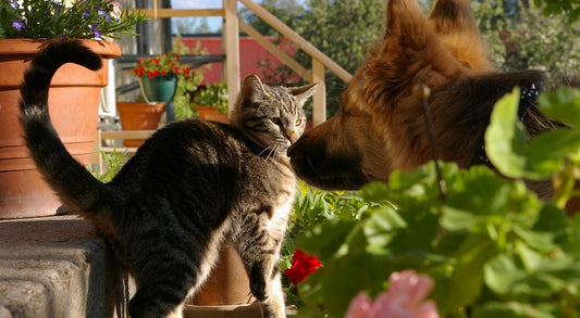 Perros y gatos: cómo gestionar la convivencia en casa
