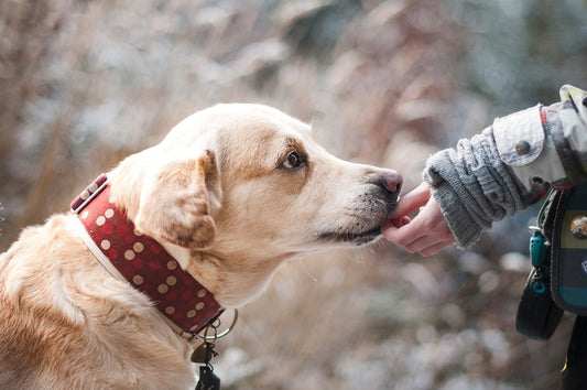 Adiestramiento canino con refuerzo positivo: técnicas clave