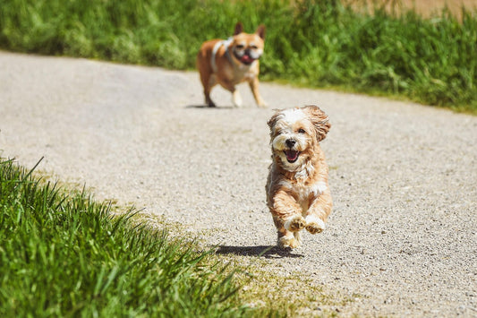 Beneficios del ejercicio regular en perros y cómo adaptarlo según su edad