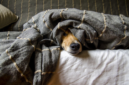 Comportamiento canino: 10 preguntas frecuentes de los dueños y sus respuestas