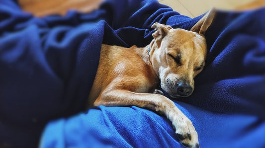 ¿Es bueno dormir con tu perro? Pros, contras y recomendaciones