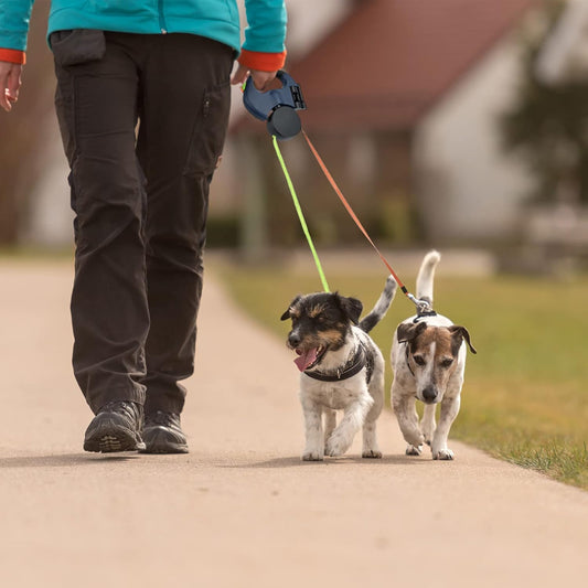 Correa para dos perros: cómo evitar estrés y enredos en el paseo