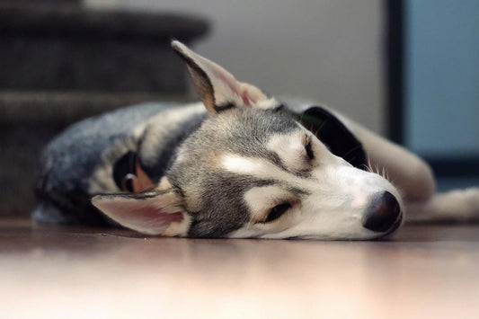 ¿Los perros sueñan? Esto es lo que dice la ciencia