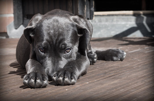 Señales de estrés en perros que podrías estar pasando por alto