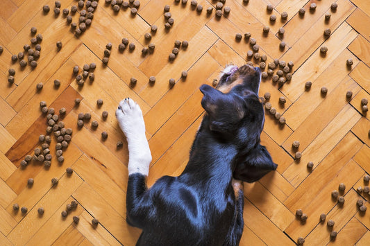 Alimentos humanos seguros y peligrosos para perros: lo que debes saber