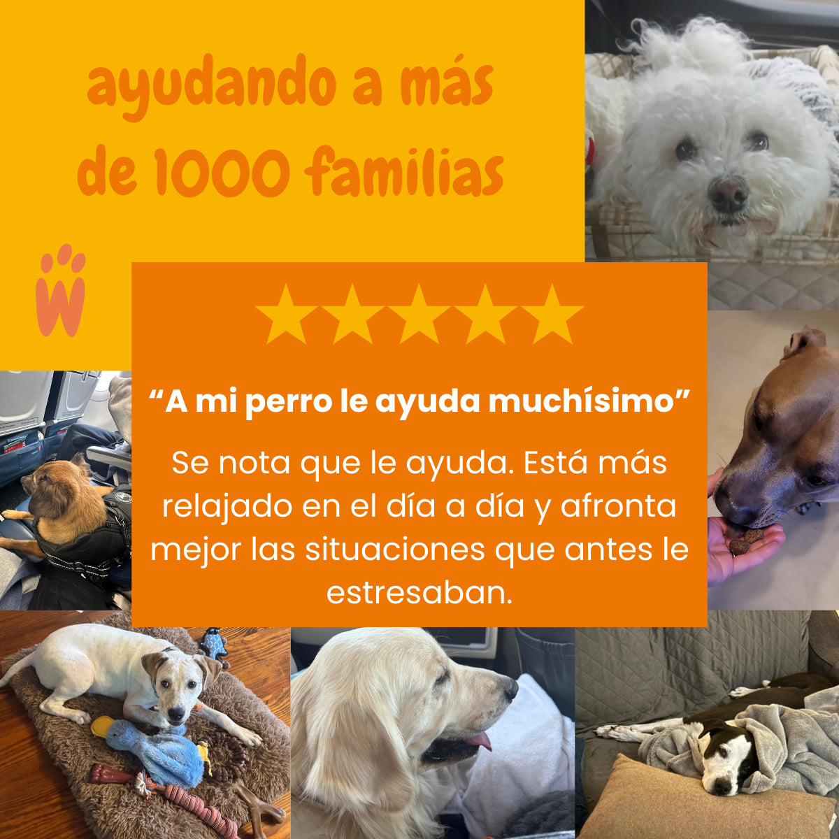 Bocados de Calma y Relax - Probióticos masticables