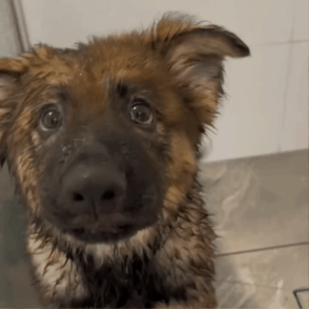 HidroClean + 2 Guantes de baño GRATIS