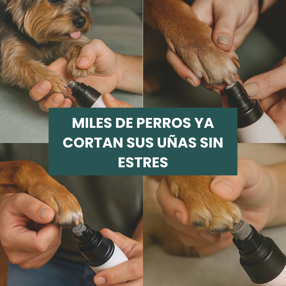 Perro pequeño relajado mientras le liman las uñas con un cortauñas eléctrico sin miedo ni vibraciones fuertes