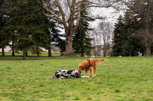 Los mejores parques para perros de España