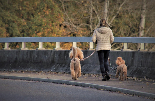 Los errores más comunes al pasear a dos perros y cómo evitarlos