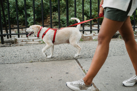 ¿Cómo enseñar a tus perros a caminar sin tirar de la correa?