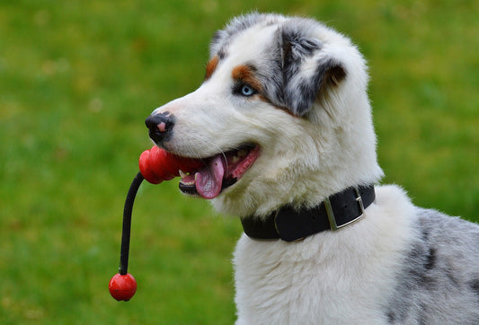 Los 7 mejores juguetes para perros para mantenerlos activos y felices