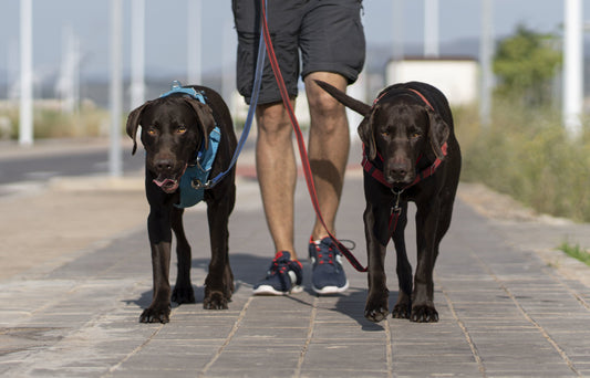 Cómo pasear a tus perros en la ciudad: Consejos para evitar problemas