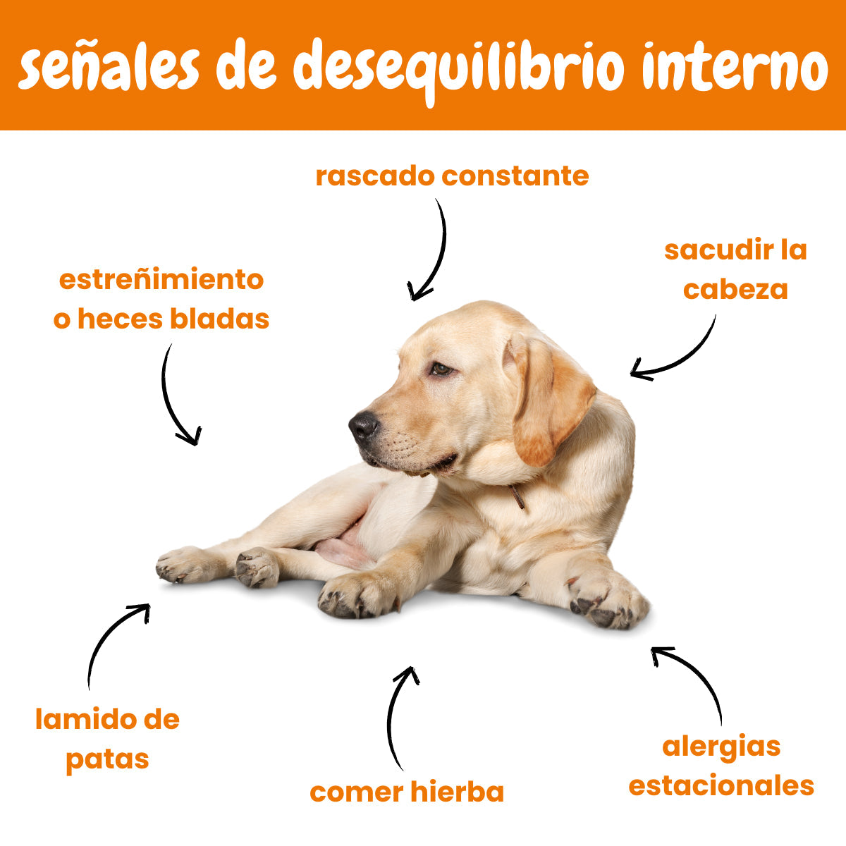 Probióticos para perros